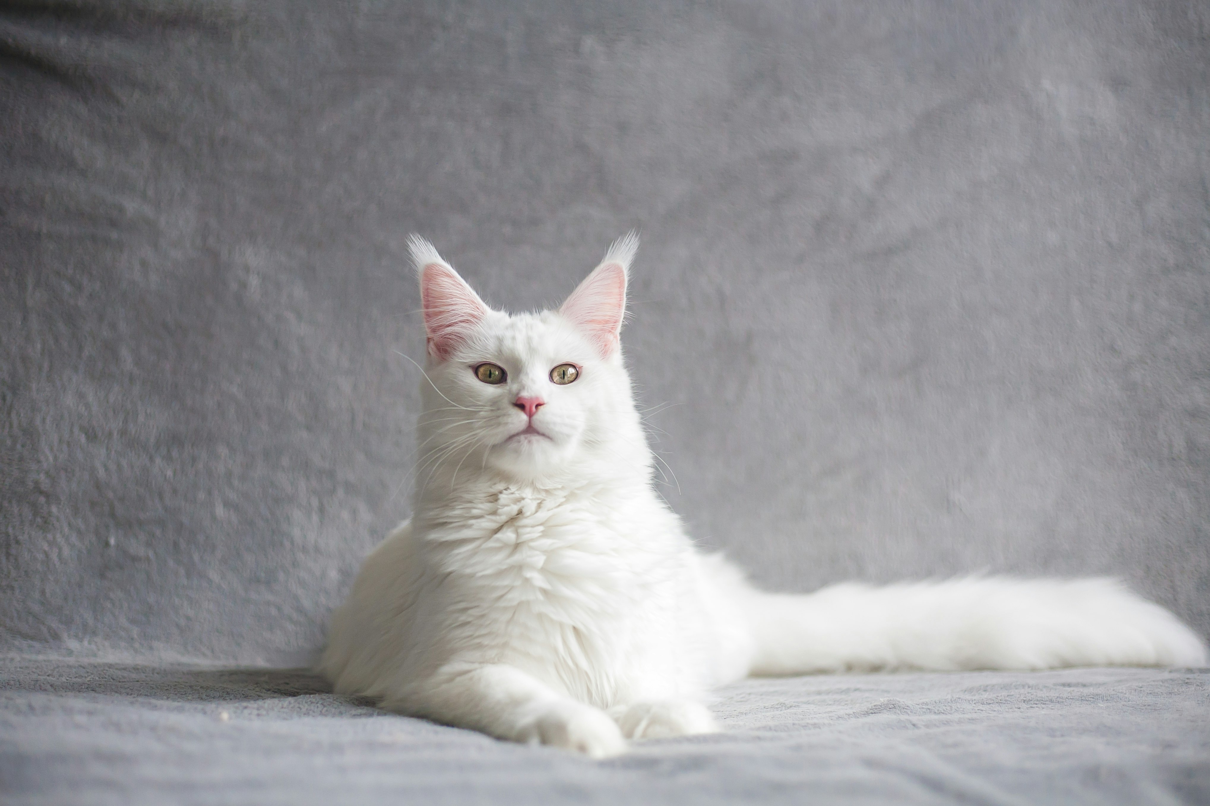 white cat on white textile